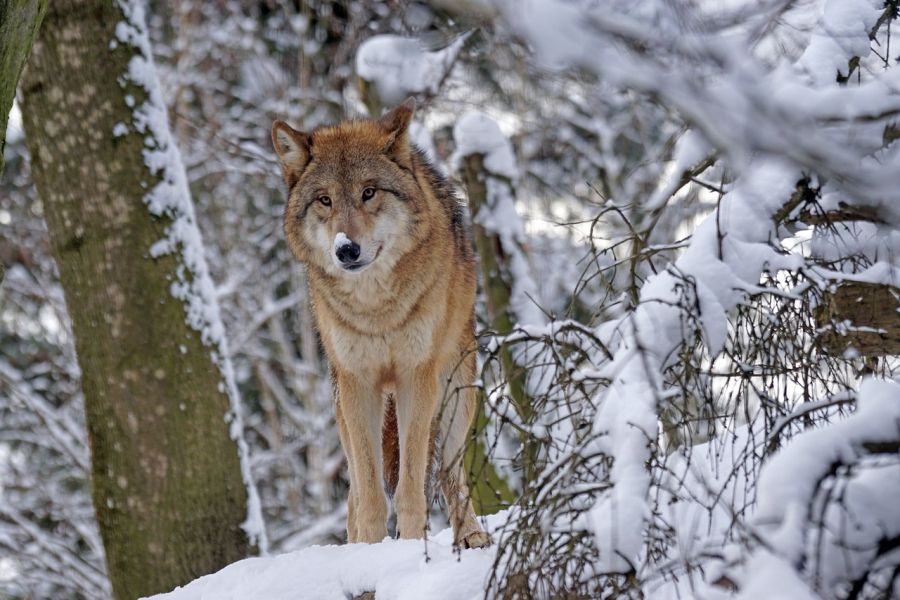 Ein einzelner Wolf in einem verschneiten Wald. (Symbolbild: Marcel Langthim auf Pixabay)