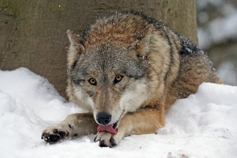 Ein Wolf liegt neben einem Baum im Schnee. (Symbolbild: Marcel Langthim auf Pixabay)