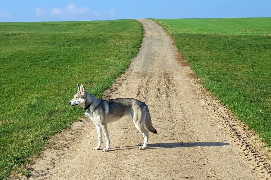Ein wolfsähnlicher Hund mit Halsband auf einem Feldweg. (Symbolbild: Alexandra Schmitt auf Pixabay)