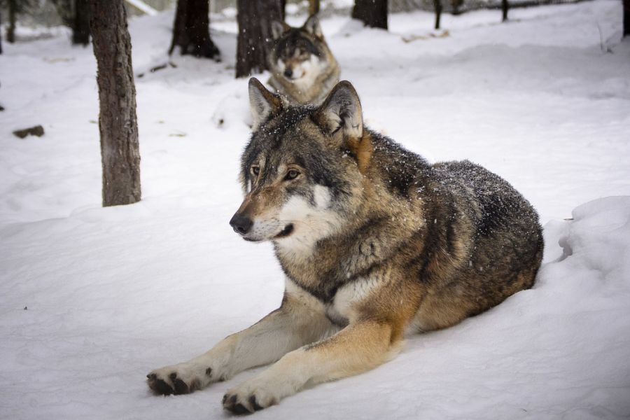 Im hessischen Territorium Butzbach kam es zu einer neuen Paarbildung. Hier zwei Wölfe im Schnee. (Symbolbild: Madeleine Lewander auf Pixabay)