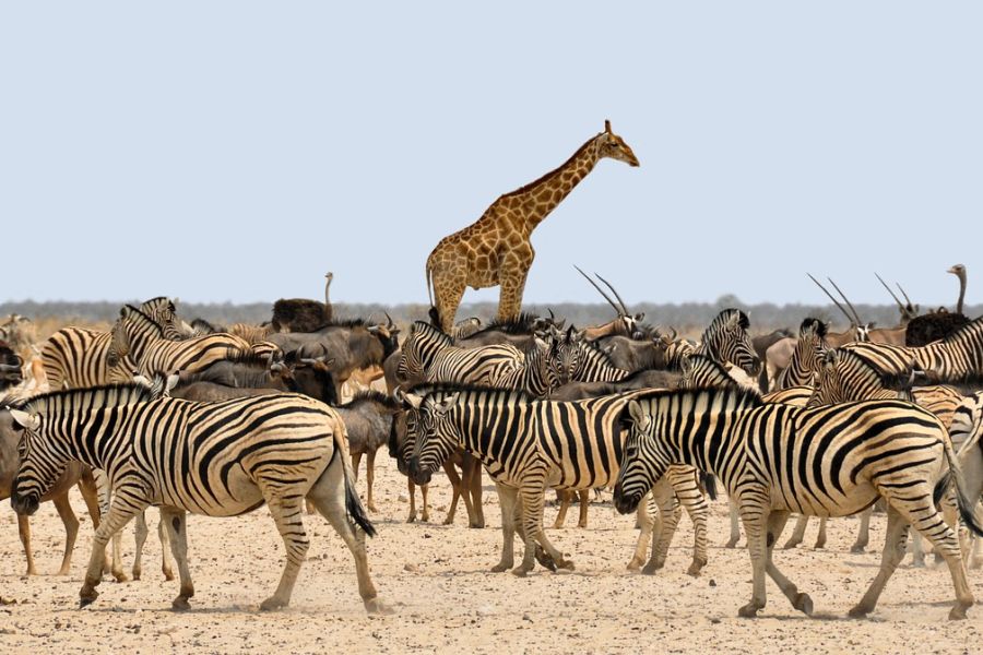 ITA Airways will keinerlei Jagdtrophäen mehr in ihren Flugzeugen transportieren. Hier gezeigt mehrere afrikanische Wildarten von Antilope bis Zebra. (Symbolbild: kolibri5 auf Pixabay)