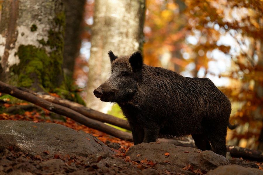 Wildschweine liegen als Wildbretlieferant in Deutschland ganz weit vorne. (Symbolbild: Toxal auf Pixabay)
