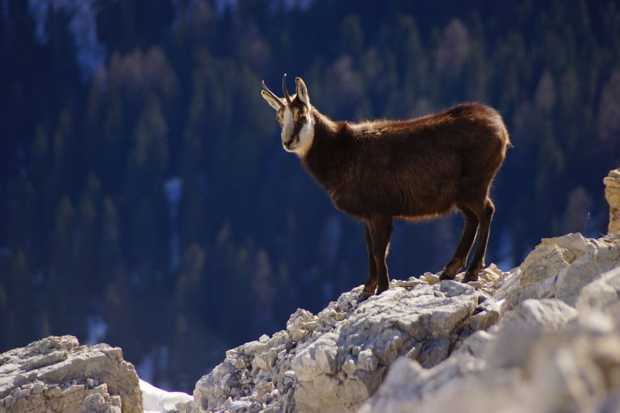 Eine Jagd auf Gämsen im Hochgebirge ist auch immer mit gewissen Risiken verbunden. Hier eine Gämse im Gebirge. (Symbolbild: Mario Rottonara)