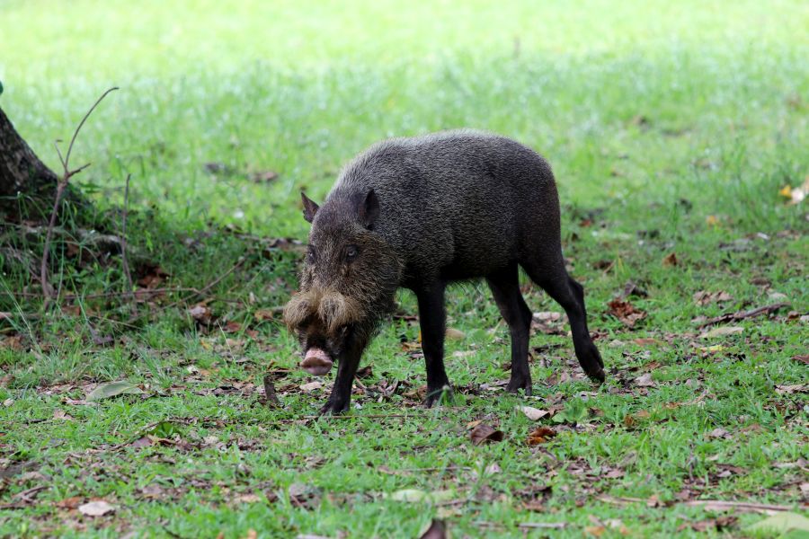 Ein Bartschwein (Sus barbatus) auf der Insel Borneo in Malaysia. (Symbolbild: iStock/Christian Edelmann)