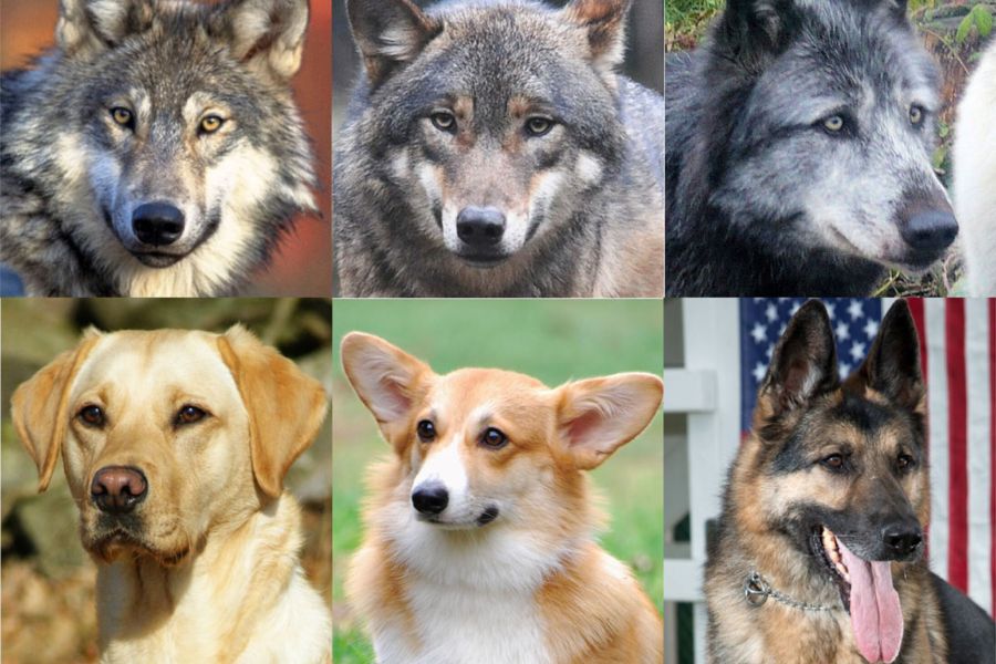 Beispiele für Gesichts- (Augen-) Morphologie bei Wölfen und Hunden. Die Augen (Irisfarbe) von Haushunden scheinen dunkler zu sein als die von Wölfen. (Quelle: Akitsugu Konno et al.)