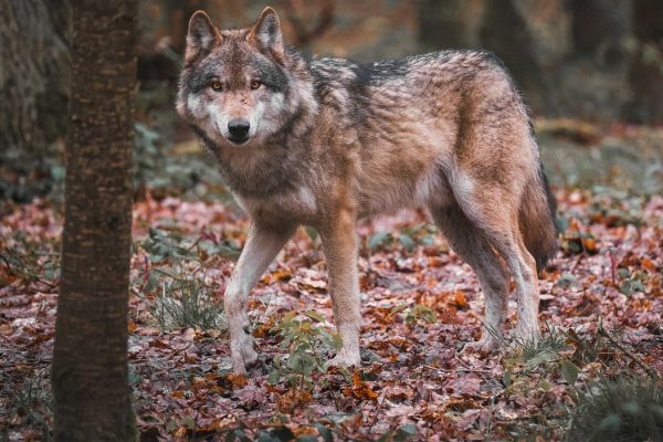 Schnellabschuss von Wölfen: Verbände machen Druck