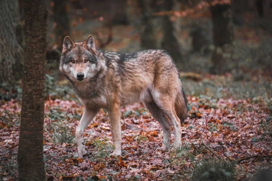 Ein Wolf in einem Wald. (Symbolbild: Christian Marohn auf Pixabay)