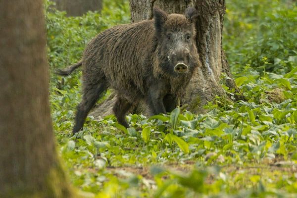 Erstmals ein Fall von Afrikanischer Schweinepest (ASP) in Hessen